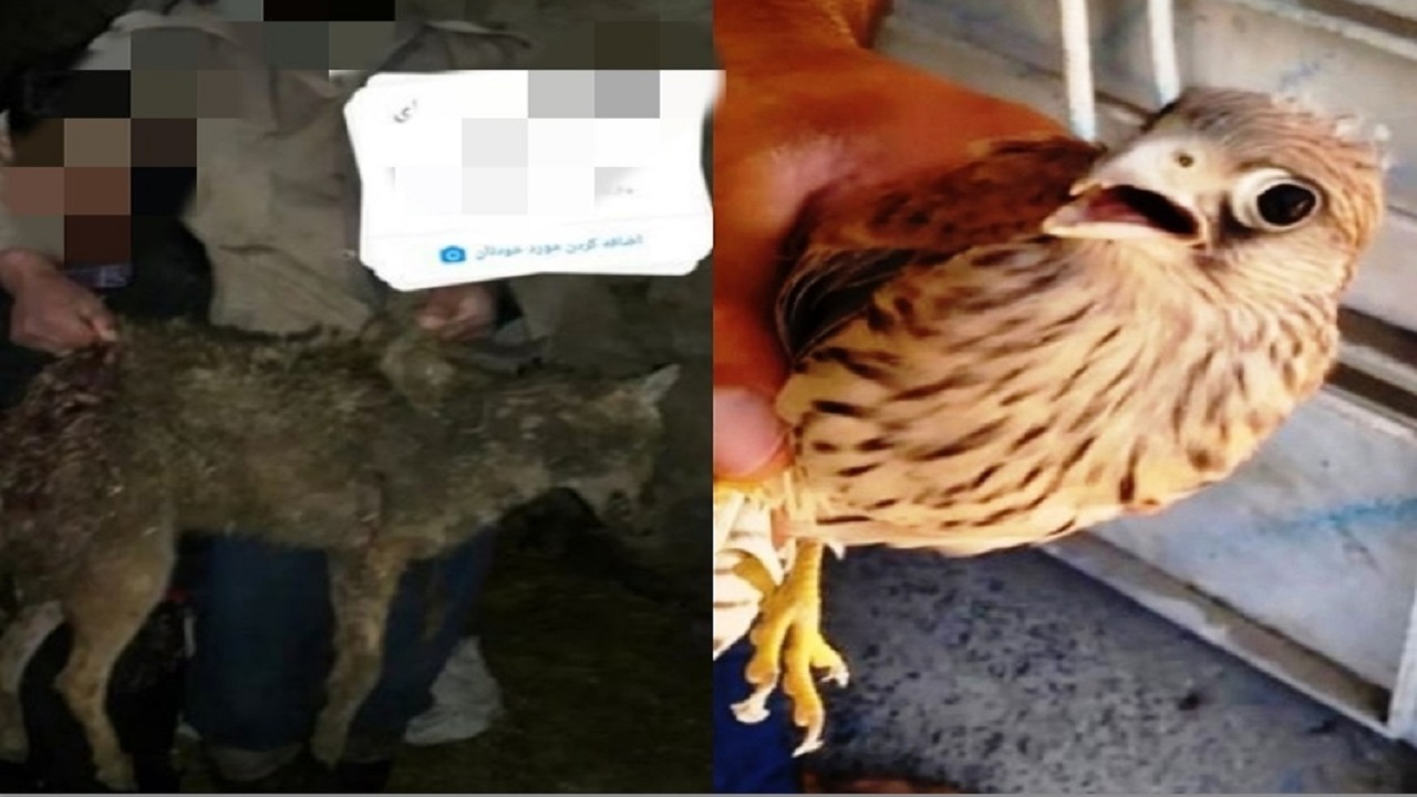 دستگیری شکارچیان متخلف در بیله سوار