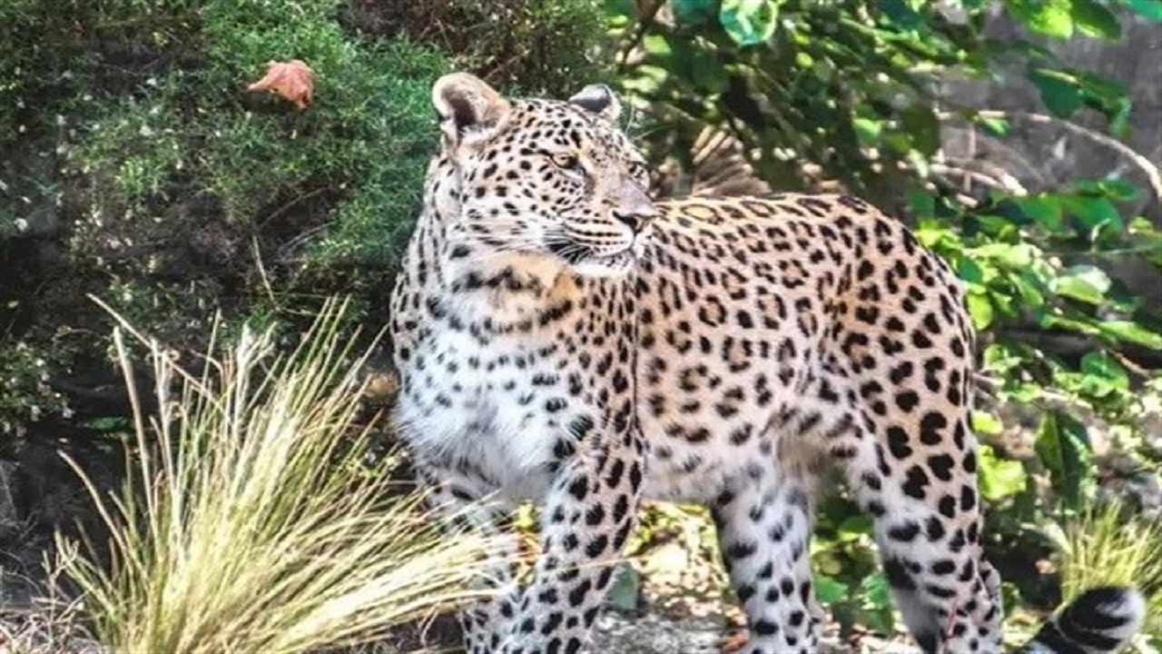 از پلنگ پارک سرخه حصار چه خبر؟