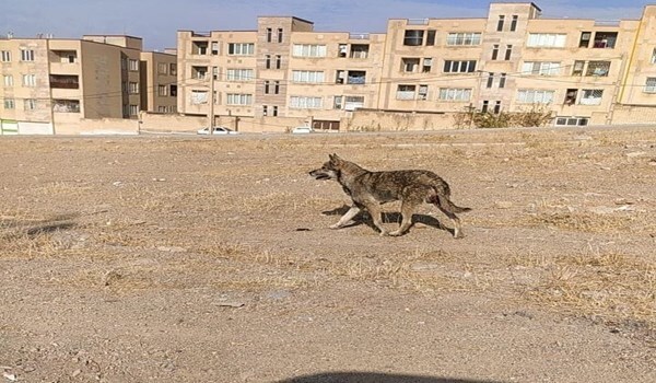 شکارچی باهوش اما خطرناک برای انسان و حیات وحش/ شاید روزی شما هم گرفتار گرگاس شوید!