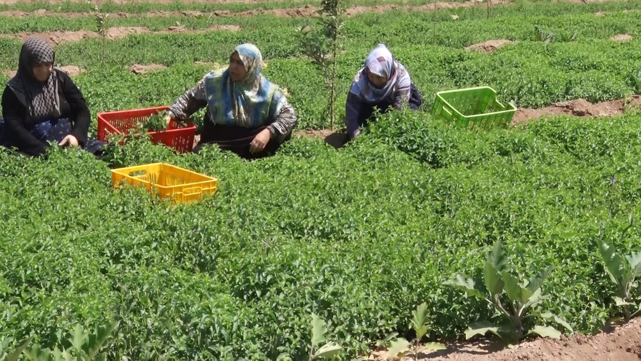 نعنای اصفهک چیدنی شد