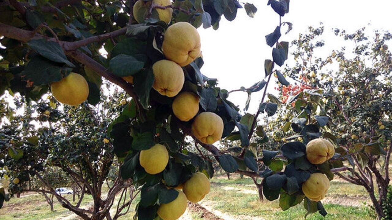 برداشت ۲ هزار تُن بِه در نطنز