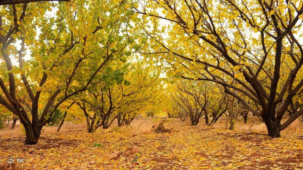 طبیعت پاییزی چهارمحال و بختیاری را به تماشا بنشینید