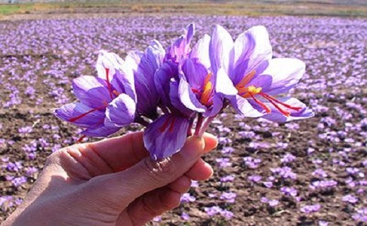 طلایی که فله&zwnj;ای می&zwnj;فروشیم