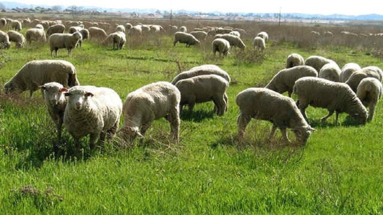 چرای دام در مراتع از ۱۵ آبان ماه به بعد ممنوع است