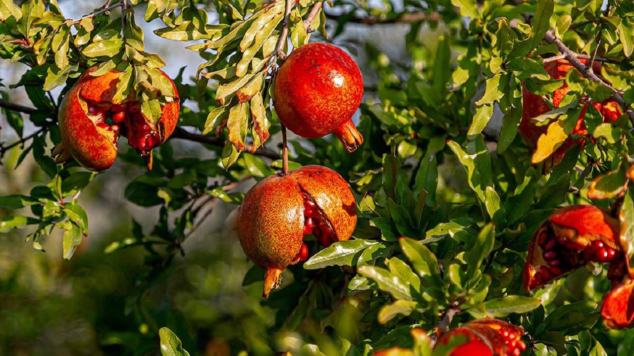 افزایش ۲۵ درصدی برداشت انار در بجستان