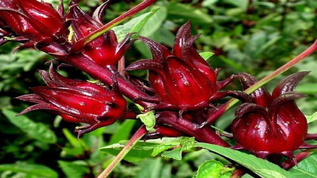 برداشت ۱۰ تن چای ترش از اراضی شهرستان بمپور