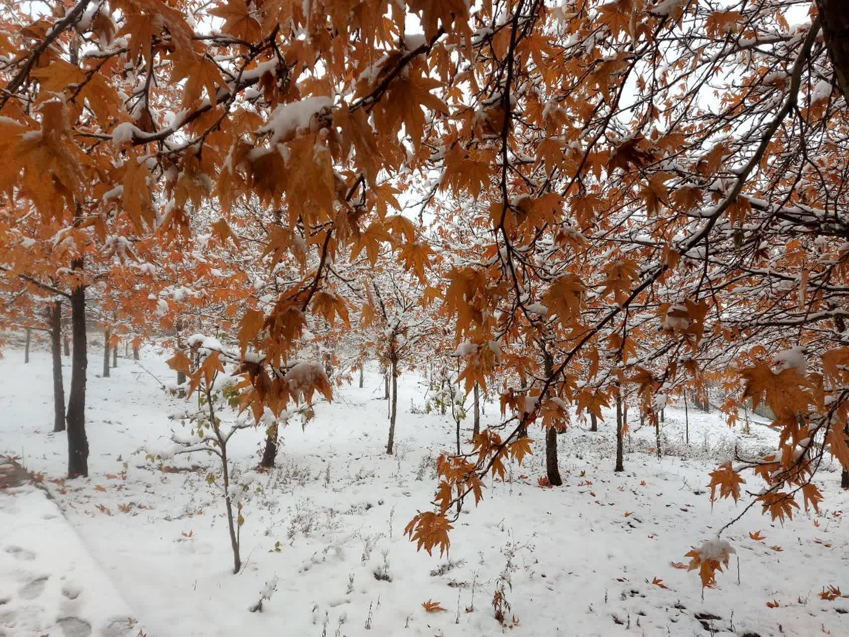 آسمان کشورمان میزبان بارش برف پاییزی شد + تصاویر