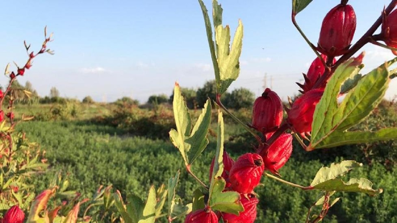 ۶۵۰ تن چای ترش در سیستان و بلوچستان برداشت شد