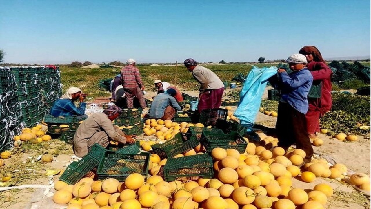 برداشت ملون از سطح ۱۰۰ هکتار از اراضی کشاورزی شهرستان زرآباد