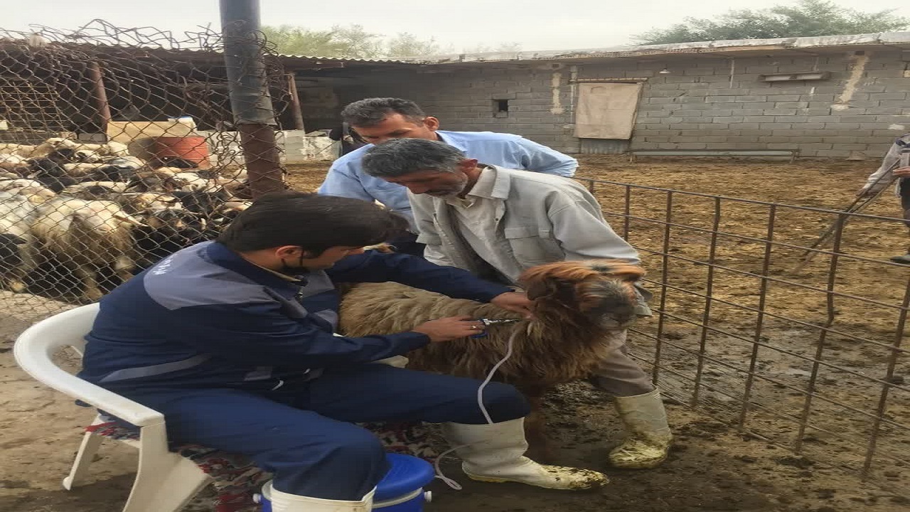 ایمن سازی ۴۴ هزار راس دام سبک و سنگین رامهرمز علیه بیماری تب مالت