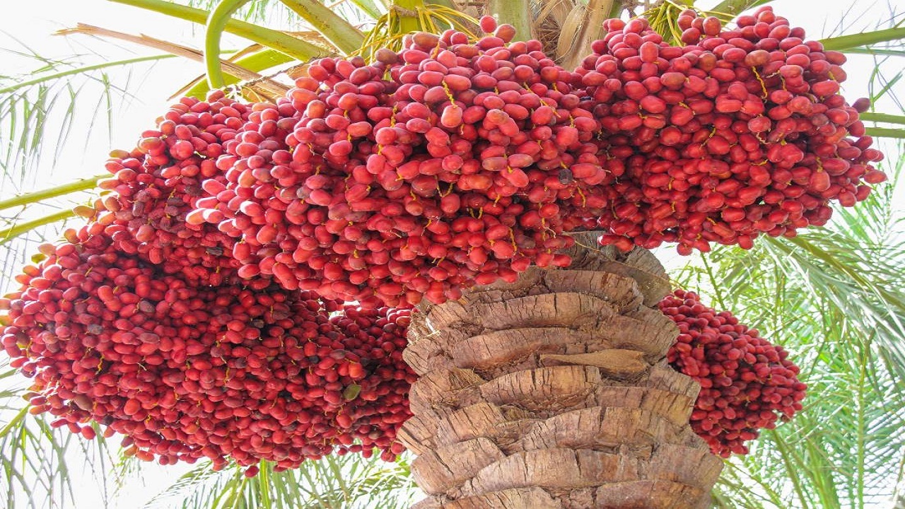 با تمام محرومیت هایش هرساله بیش از ۱۰۰ هزار تن انرژی می‌دهد