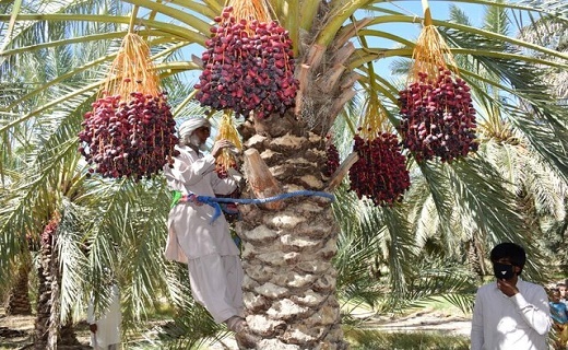 با تمام محرومیت هایش هرساله بیش از ۱۰۰ هزار تن انرژی می&zwnj;دهد