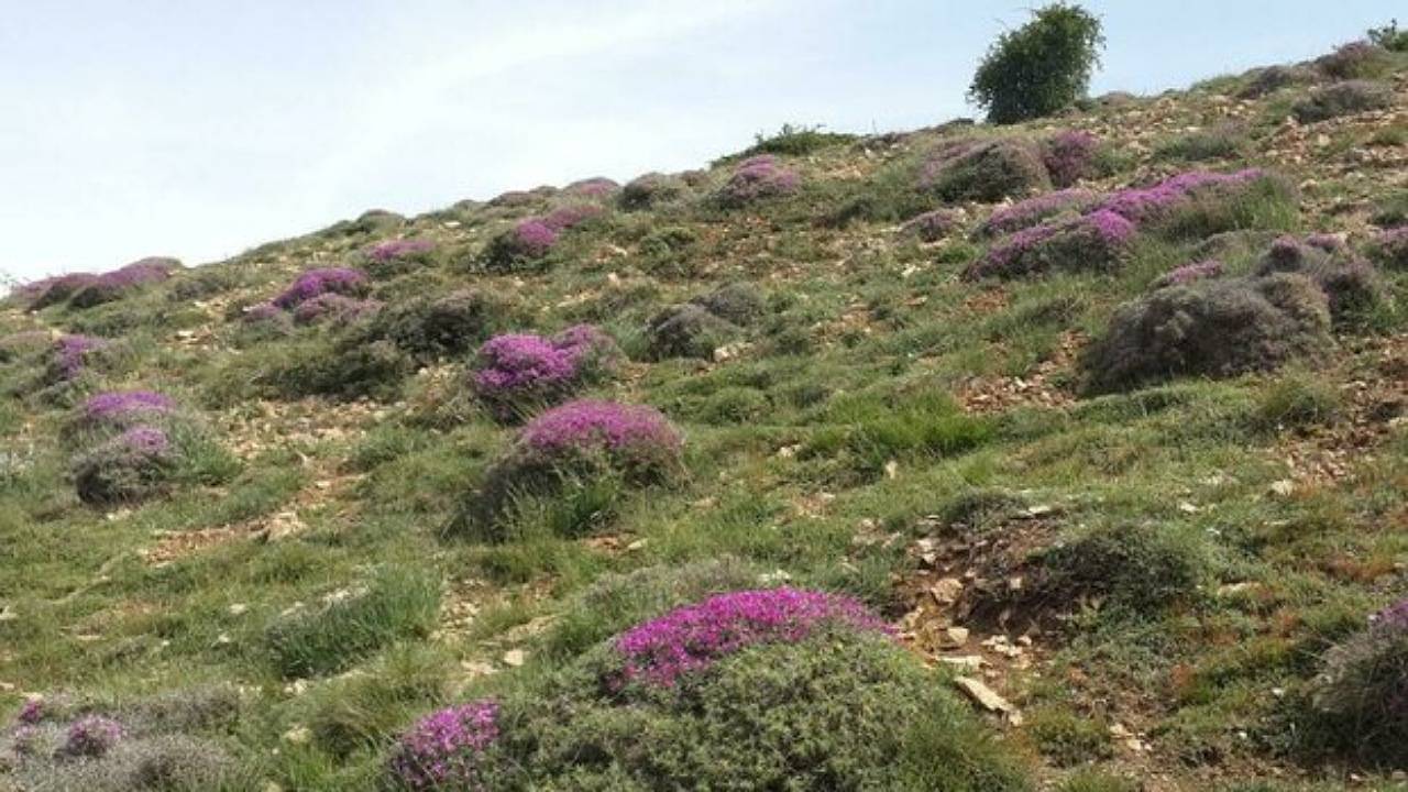 ‍واگذاری قضایی ‍۷ طرح مرتعداریِ جیرفت به مجریان
