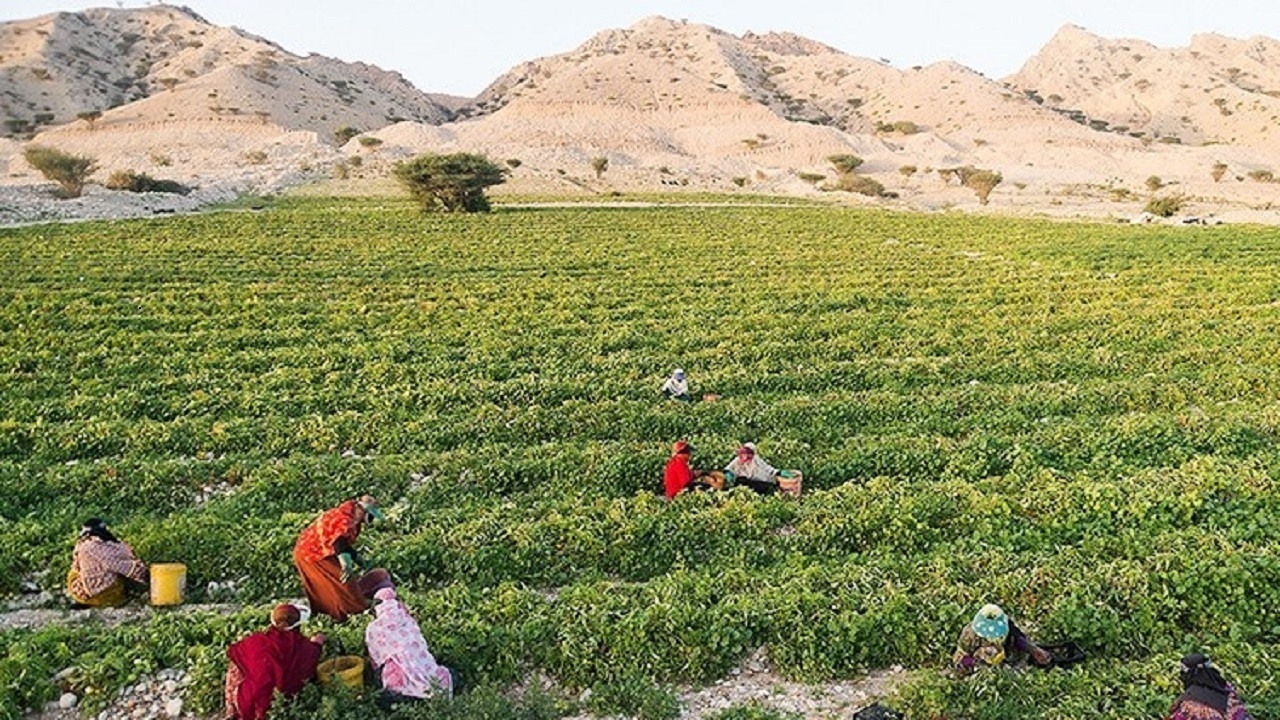راه‌اندازی کانون‌های جوانان روستایی و عشایری در مراکز جهاد کشاورزی سیستان و بلوچستان