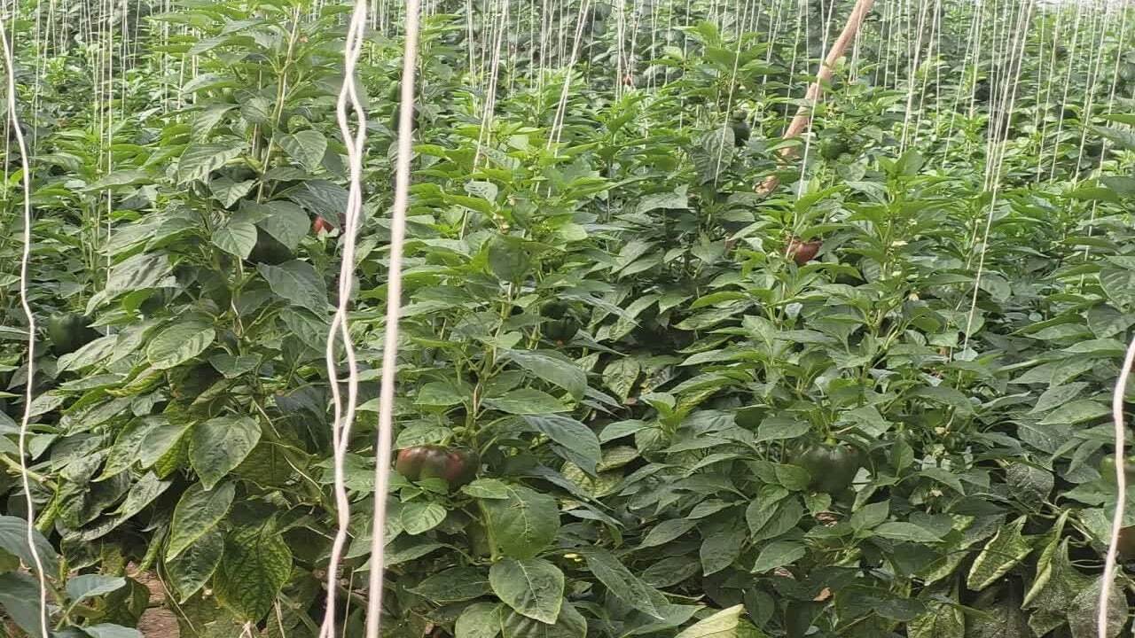 پرداخت دو هزار و ۲۸۱ میلیارد ریال به ۷۶ طرح کشاورزی