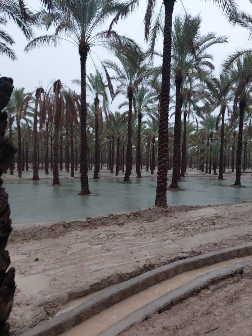 نخلستان خشت