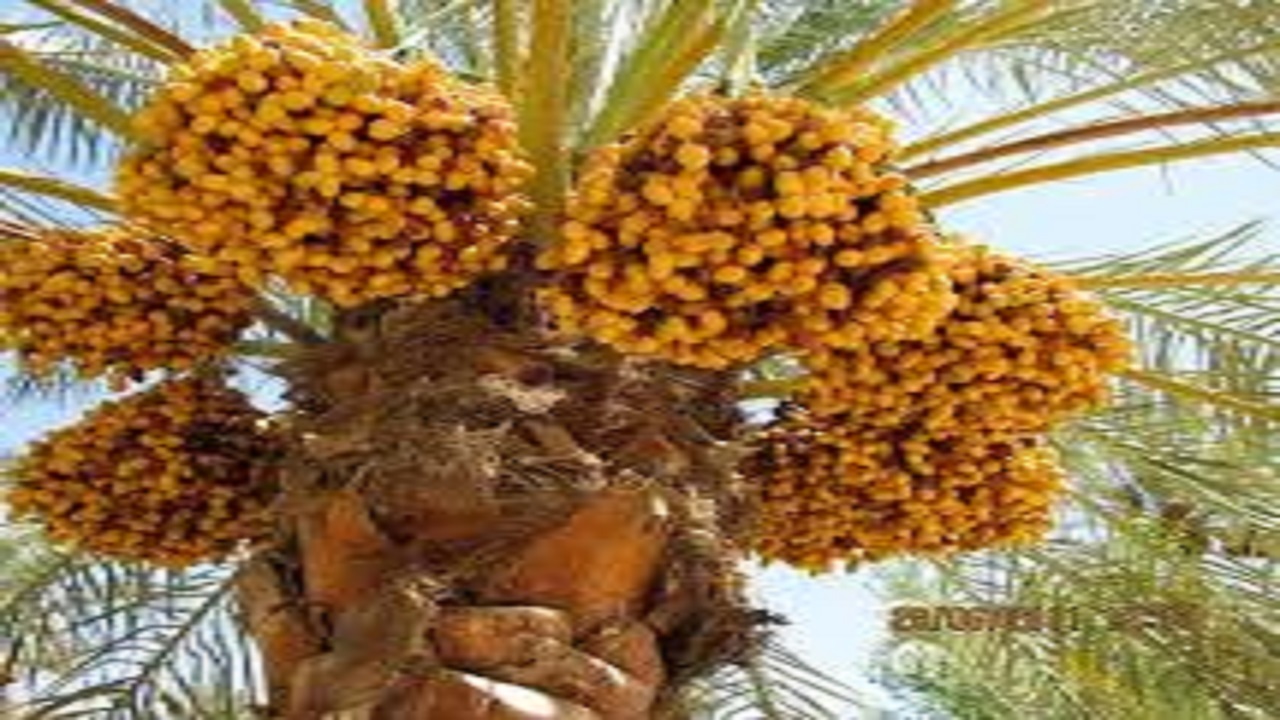 بررسی وطرح راهکار‌های چالش بسته بندی خرما در سیستان وبلوچستان