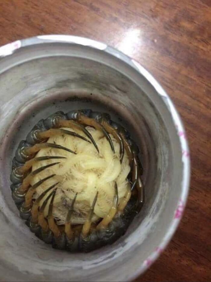 هزارپا