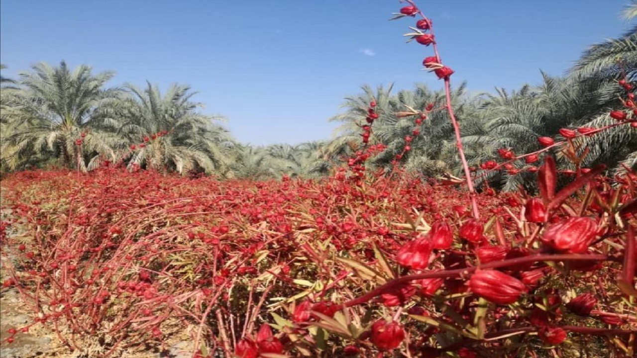 برداشت ۱۰ تن چای ترش از اراض بمپور