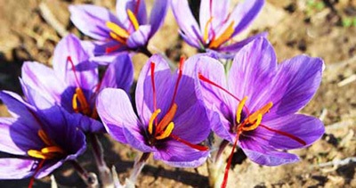 کشت زعفران در ۲ هکتار از اراضی روستای بیمنجگان