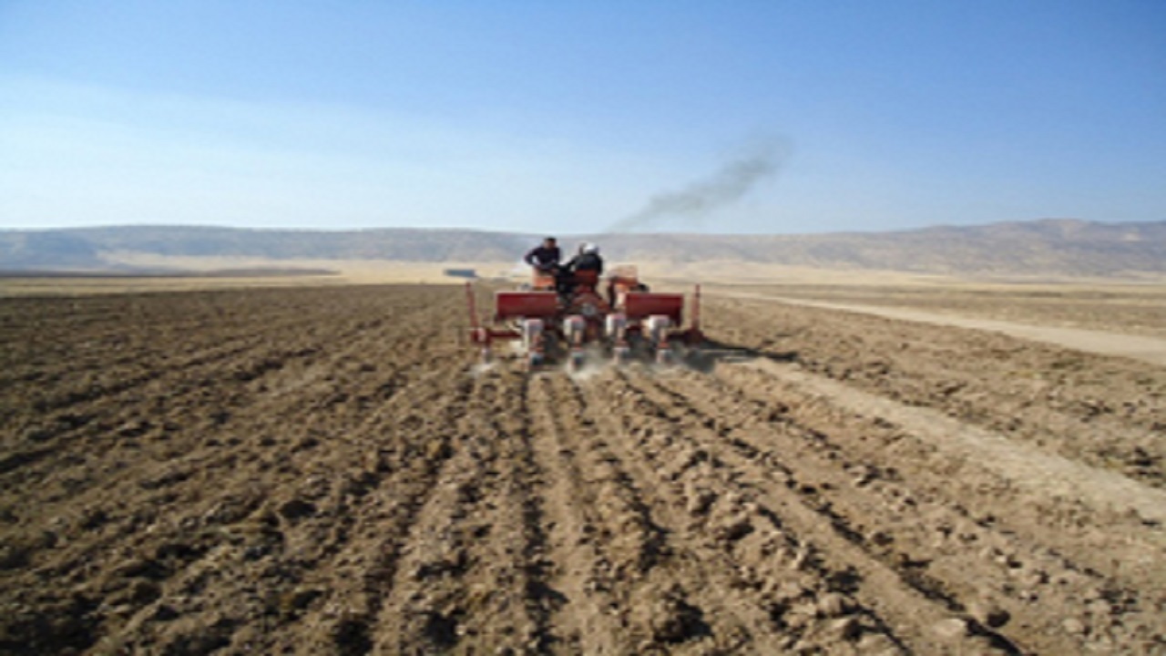 کشت مکانیزه گندم دیم در استان قزوین
