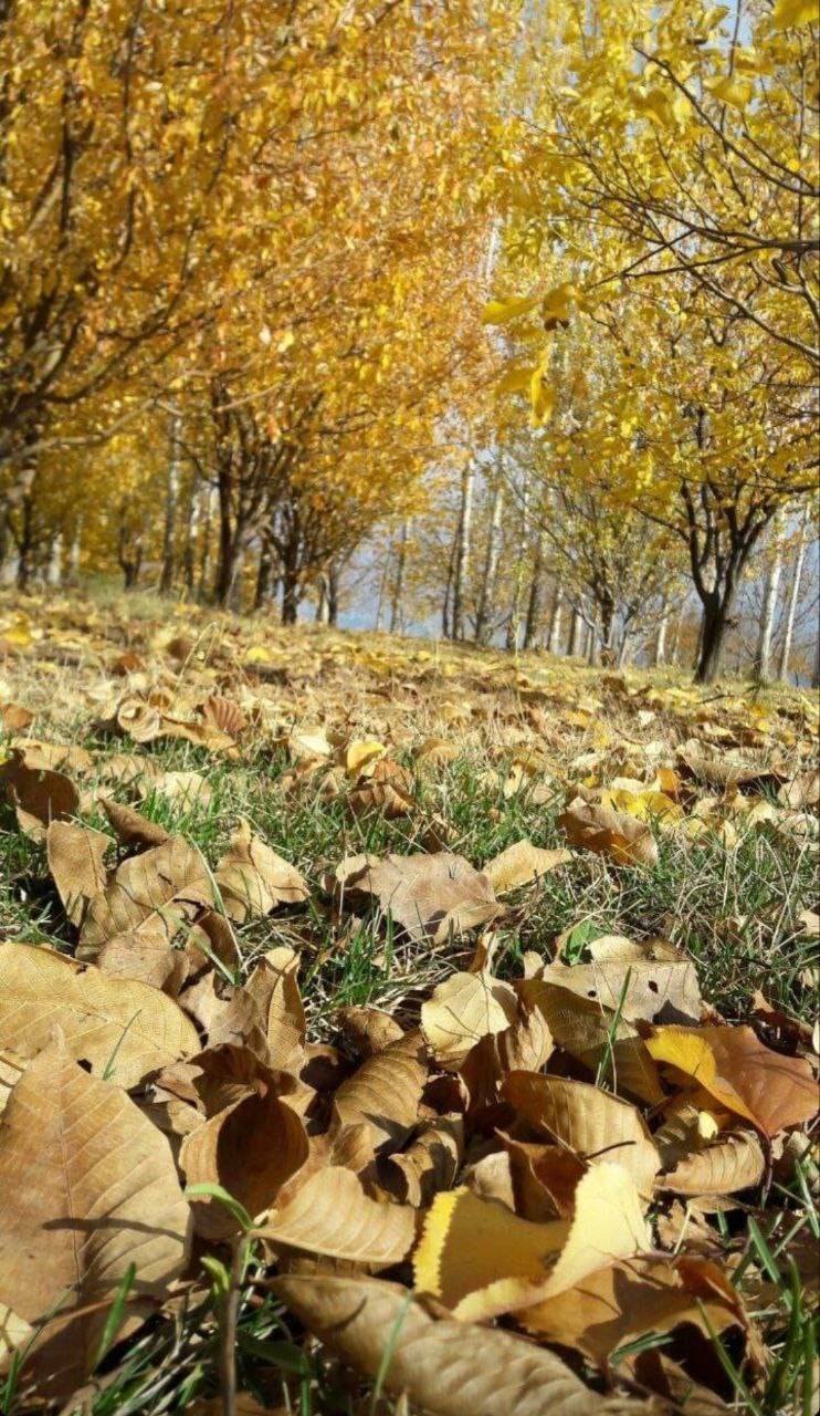 استان کردستان