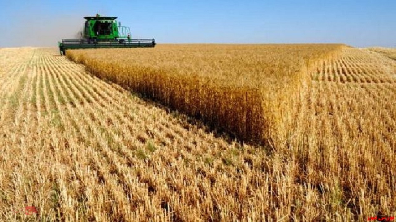 آمادگی شرکت خدمات حمایتی کشاورزی برای اجرای کشت قراردادی گندم آبی
