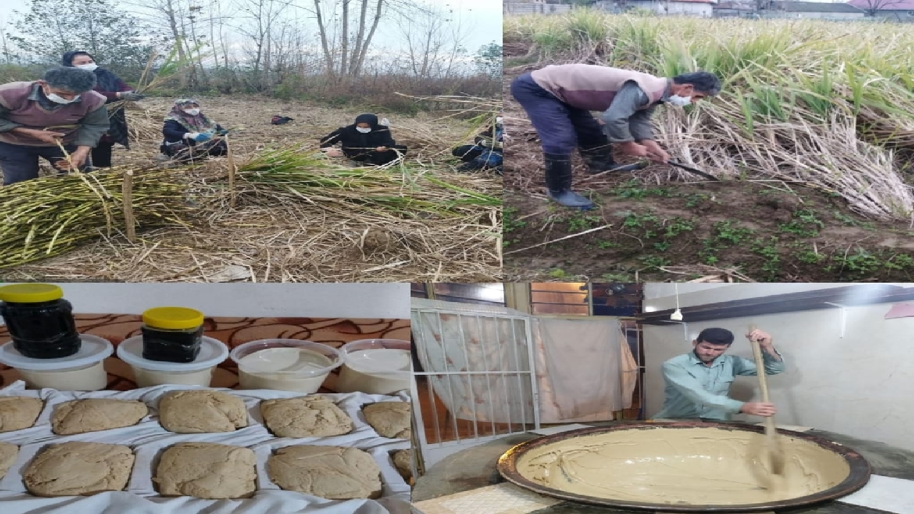 آغاز برداشت نیشکر در گیلان