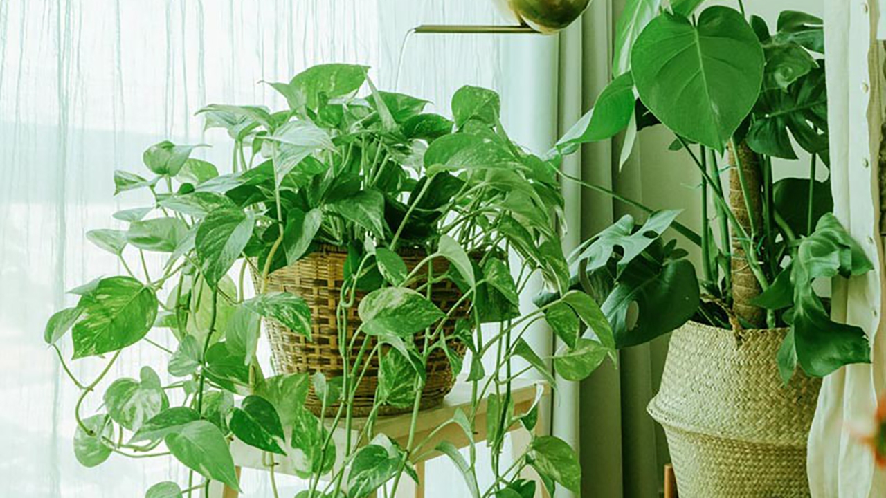 راه‌های تامین رطوبت گیاهان آپارتمانی + فیلم