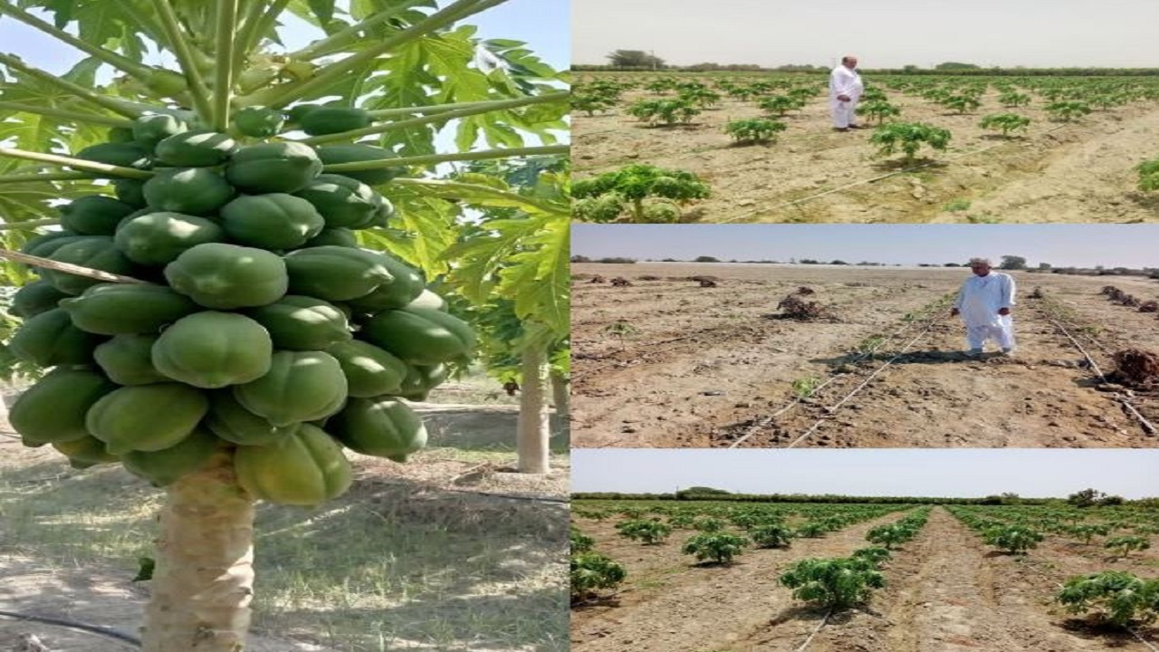 احداث ۱۰هکتارباغ جدید خربزه درختی در زرآباد