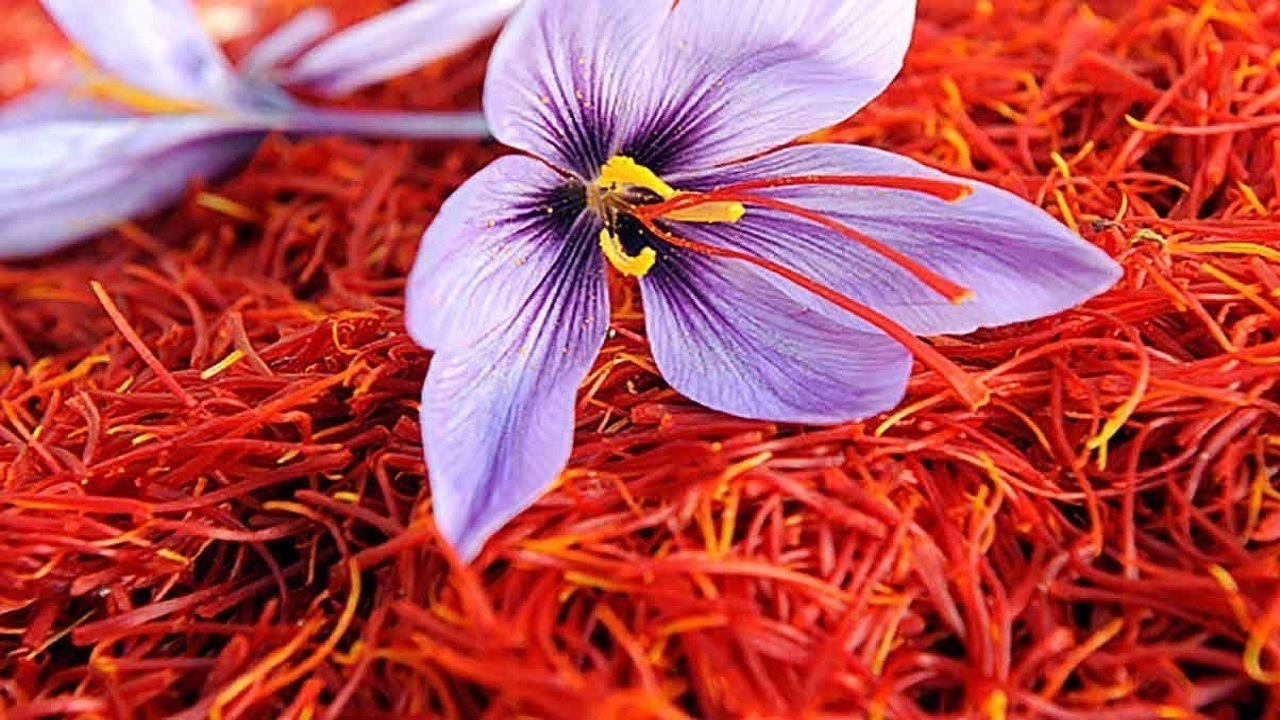 تولید ۱.۹ تن زعفران در استان آذربایجان‌شرقی