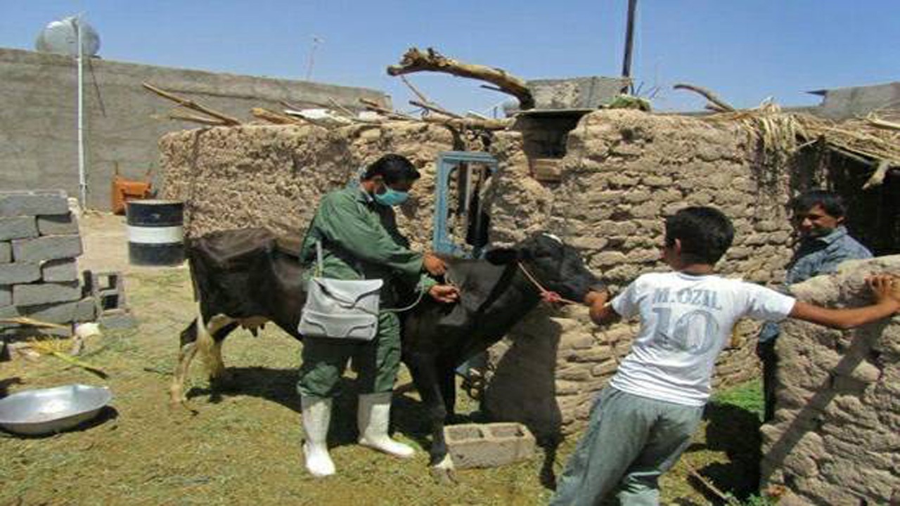 واکسیناسیون دام‌های سنگین در نرماشیر