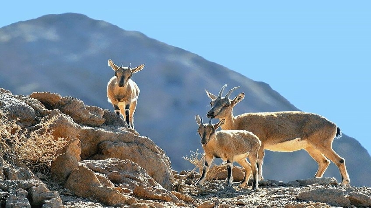 شناسایی ۴۶ گونه پستاندار در چهارمحال و بختیاری