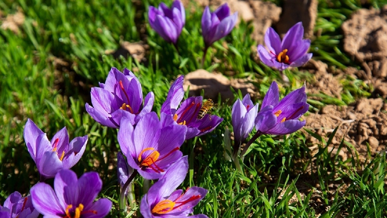 افزایش سطح زیر کشت زعفران در خوزستان