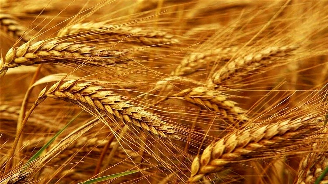 ۹۰ هزار تن گندم در استان بوشهر برداشت می‌شود