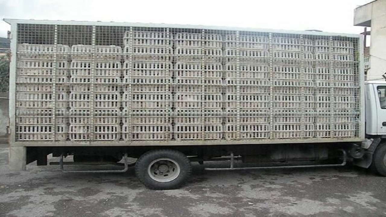 کشف بیش از یک تن مرغ گوشتی غیر مجاز در زاهدان