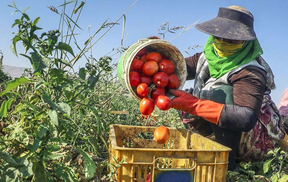 برداشت ۵ هزار تن گوجه فرنگی در کهگیلویه