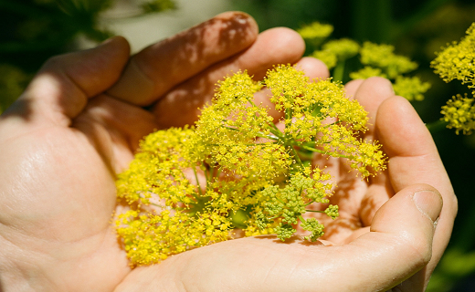 گیاه معجزه&zwnj;آسایی