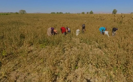 پائیز فصل به بار نشستن پنبه مله