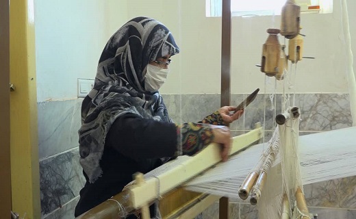 پنبه مله قدمتی ۳۰۰ ساله دارد