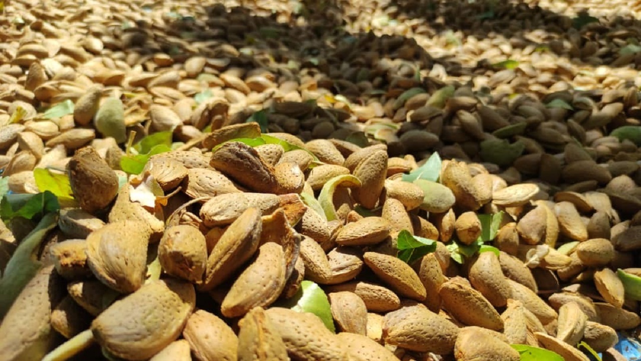 طراحی و قطعه بندی نخستین شهرک بادام کشور در سامان