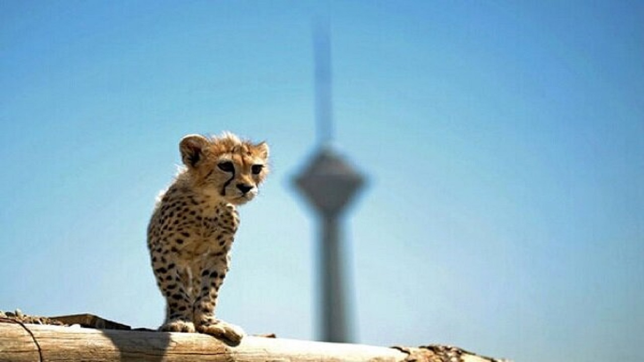 خطر آلودگی هوای تهران برای پیروز/خبر‌های جدید از ۲ توله یوز
