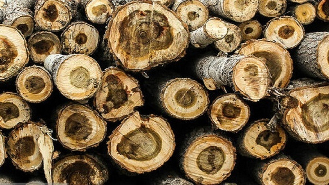 کشف ۲۰ کامیون حامل چوب قاچاق در آذربایجان شرقی