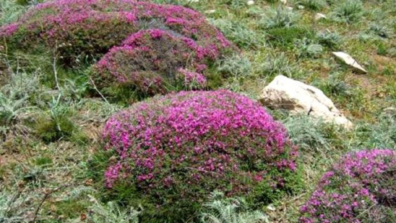 رشد ۲۰ گونه اختصاصی گون در استان زنجان