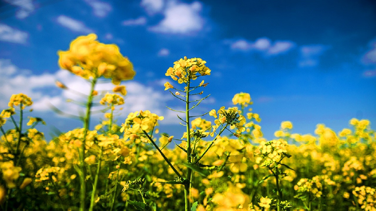 طلب کلزاکاران خوزستانی پرداخت می‌شود