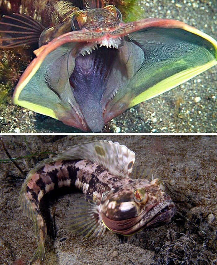 ماهی Sarcastic Fringehead