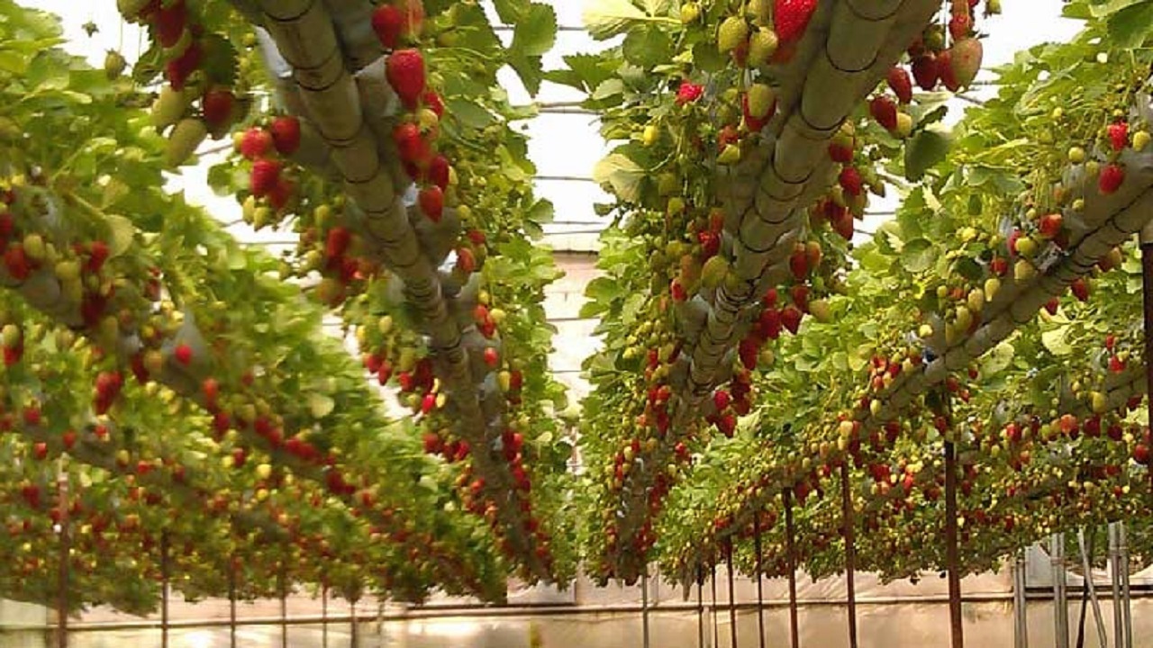 افزایش بهره وری و اشتغال با توسعه گلخانه ها در استان همدان