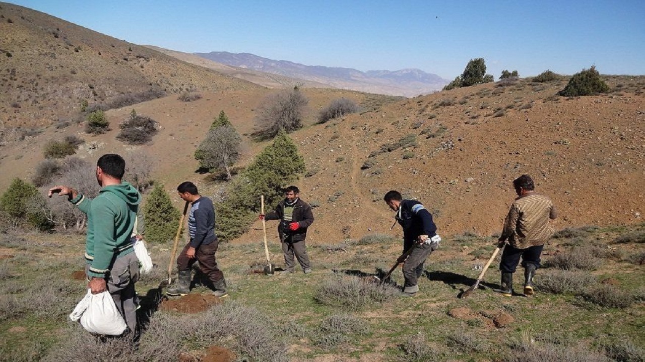 کپه کاری در روستای بسینان بویین میاندشت