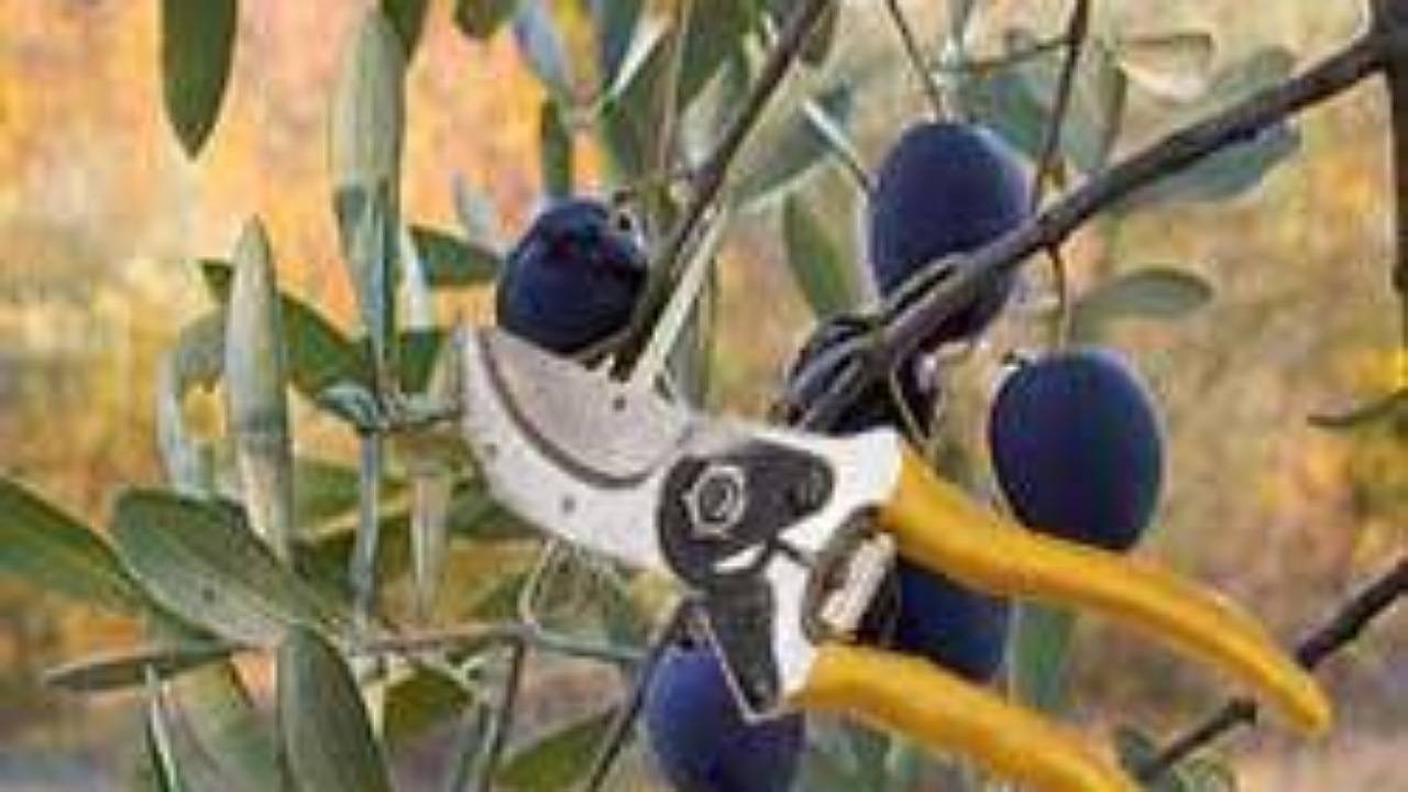 برای افزایش ایمنی محصولات کشاورزی چه کنیم؟