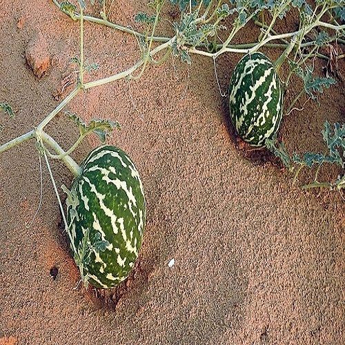 کدو صحرایی
